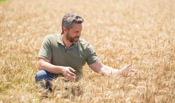 Çiftçi Buğday Denetliyor. Hasattan önce çiftçi ekin kulaklarının yanında. Büyüyen buğday tarlasında mutlu bir çiftçi. Tarım. Çiftlik tarım alanı konsepti. Buğday yetiştiren çiftçinin portresi