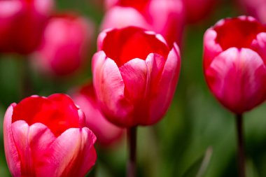 Hollanda 'da canlı bir lale tarlasında laleler. Bahar çiçekleri açan laleler gün ışığında. Bahçe bitkilerinde laleler güzel çiçek açar. Güzel lale çiçekleri bahar arkaplanı