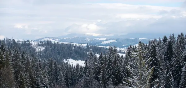 Kış doğası geçmişi. Tasarım için kış doğası. Kışın manzara. Ormanda dondurucu bir sabah