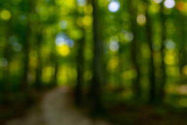 Orman geçmişi. Yeşil yaprak fon. Doğa yaprağı arka planı. Yeşil yapraklı orman yeşillik arka planı. Ormanda yeşil. Yeşil bitkiler. Yeşillik üzerindeki doğa yaprağı bulanıklaştı