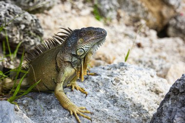 Iguana is a lizard reptile in the Iguana in the iguana family. And in the subfamily Iguanidae