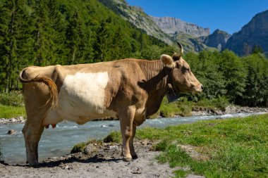 Boynuzlu inek. Sığırlar, hayvanlar. Meadow 'da inek. İnekler ve buzağılar otluyor. Yeşil otlakta otlayan inekler. Kırsal alan ve inekler için otlak