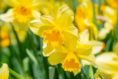 Bir sürü sarı lale. Bahar çiçeklerini kapat. Bahçede açan inanılmaz kırmızı pembe laleler. Lale çiçeği bitkileri. Bahar çiçeği sarı çiçekleri arka planda