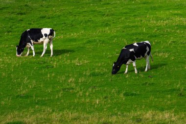 Yeşillik çayırlardaki koyunlar. Çiftlikteki koyunlar. Tarlada ot yiyen koyunlar. Alp çayırında otlayan koyunlar.