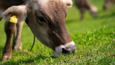 Bahçedeki inekler. İnek çayırda otluyor. Holstein ineği. Eko inek çiftliği. Dağ tarlasında inekler. Yaz otlağında inekler. Tarlada taze otla otlayan inek sürüsü manzarası