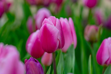 Pembe bahar çiçeği laleleri. Paskalya ya da Sevgililer Günü için bahar arkaplanı. Baharda arka planda bulanık bir buket lale. Çiçek açan lalelerin parlak mor rengi. Violet Bahar Çiçeği