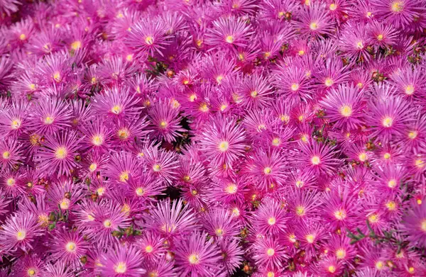 Üst Manzara. Bahçede pembe asterler, pembe papatya deseni. Violet papatya çayı geçmişi. Pembe ve mor yosun çiçekleri.