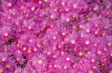 Küçük mor çiçeklerin arka planı. Bahçede pembe asterler, pembe papatya deseni. Violet papatya çayı geçmişi. Pembe ve mor yosun çiçekleri. Üst görünüm