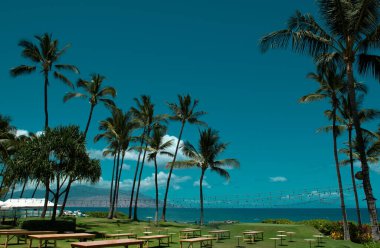 Hawaii 'deki doğa manzarası, berrak denizde palmiye ağacı olan tropikal plaj.