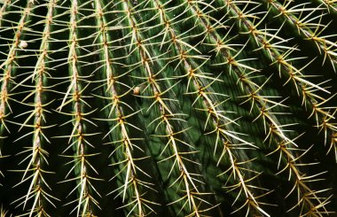 Cactus spiked. Closeup cactus backdround, cacti or cactaceae pattern clipart