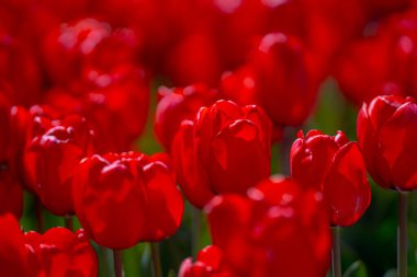 Kırmızı laleler. Güneşli bahar gününde bahçede açan kıpkırmızı lale çiçekleri. Kırmızı kestane rengi, parktaki yakut laleler. Bahar manzarası. Lale tarlası. Bahar çiçekleri