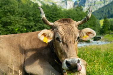 Boynuzlu inek. Sığırlar, hayvanlar. Meadow 'da inek. İnekler ve buzağılar otluyor. Yeşil otlakta otlayan inekler. Kırsal alan ve inekler için otlak