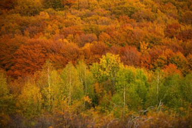 Sonbahar ormanı. Güneşli bir günde ormanın sonbahar manzarası. Turuncu yapraklar parkta, sonbahar doğal arka planı. Turuncu sonbahar ağacı, sonbahar ormanında kırmızı akçaağaç yaprakları. Ağaçlar sonbahar renklerinde