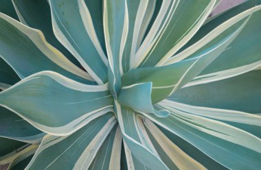 Agave. Kaktüs sırtı, kaktüs tasarımı ya da kaktaceae deseni