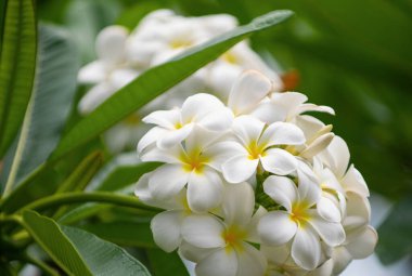 Ağaçta çiçek açan Plumeria çiçeği. Tropik çiçek, beyaz Plumeria yakut çiçekleri. Frangipani çiçeği