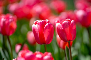 Spring garden. Beautiful tulip flowers on spring nature. Close-up of closely bundled pink tulips. Tulip field. Spring tulip. Red tulips flowers in spring garden clipart