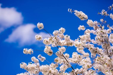 Bahar çiçeği arka planı. Beyaz çiçeklerle çiçek açan ağaç dalı