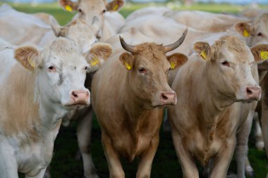 Yaz Alp Dağları Çayırı 'nda inekler. İnekler çiftlik doğası. Sığırlar ot yer, otlaklarda otlar. Tarımsal bir çiftlikte inek sürüsü. Bahçedeki inek. İnek yeşil çayırda otluyor. Holstein inek