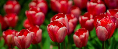 Çiçek arka planı. Bahar çiçeği konsepti. Lale çiçekleri. Sevgililer Günü için tasarım, Paskalya. Bahar bayrağı