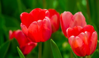 Bahar zamanı kırmızı güzel lale tarlası. Lale çiçeği arkaplanını kapat. Renkli laleler güneşli yaz ve bahar günlerinde bahçede çiçek açıyor. Seçici yumuşak odak