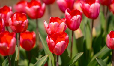 Blossom spring. Bunch of tulips. Close up spring flowers. Amazing tulips blooming in garden. Tulip flower plants landscape. Spring blossom background clipart