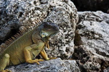 Iguana is a lizard reptile in the Iguana in the iguana family. And in the subfamily Iguanidae