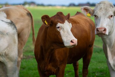 Yazın yeşil çimlerde inekler. İsviçre Alplerinde yeşil çayırlarda otlayan bir inek sürüsü. Çiftçilik ve çiftlik hayvanları. Otlayan inek. Yaz yeşili tarlasında Hereford ineği. İnek sürüsü. Çiftlik arazilerinde inekler. Süt çiftliği