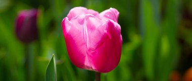 Yumuşak laleler. Güneşli bahar gününde bahçede açan inanılmaz şehvetli, parlak lale çiçekleri. Parktaki kırmızı laleler. Bahar manzarası. Lale tarlası. Bahar çiçekleri