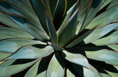 Agave. Çöl sırtında kaktüs, kaktüs ya da kaktaceae deseni. Agave kaktüsü