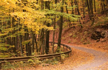 Yol manzarasını terk eder. Sonbahar orman doğası. Sonbahar parkı bankı sonbahar manzarası. Sonbahar mevsimi