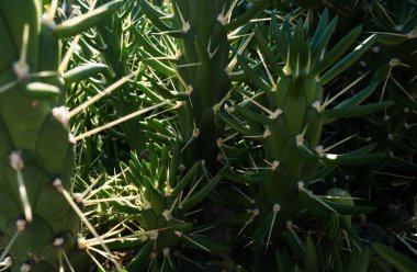 Kaktüs sırtı, kaktüs tasarımı ya da kaktaceae deseni