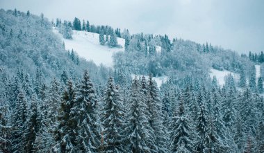 Kış manzarasında dağlarda çam ağaçları karla kaplıydı. Kış ormanı geçmişi. Kışın manzara. Ormanda dondurucu bir sabah