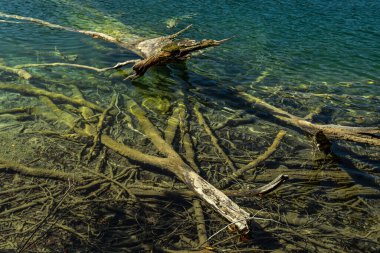 Yeşil yapraklı sakin göl yansıması. Arka planda gölün sakin şeffaf suları. Doğa. Temiz bir göl suyundan yansıyan manzara. Göllü doğal yaz manzarası
