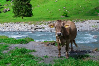 Süt inekleri. Çimenlikteki sığırlar. Çimenli otlaktaki inek. Çiftlik arazisinde otlayan sığır ineği