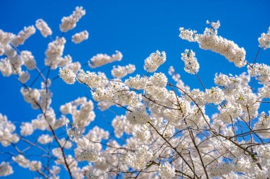 Baharda beyaz kiraz ağacı çiçeği. Mavi arka planda beyaz çiçeklerle çiçek açan ağaç brunch 'ı. Bahar çiçekleri, çiçekler, beyaz elma ağacı çiçekleri. Bokeh 'te çiçek açan ağaç brunch' ı.