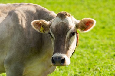 Dağdaki inek. Alpler 'in otlağındaki inekler. İnekler çiftlik doğası. Sığırlar ot yer, otlaklarda otlar. Tarımsal bir çiftlikte inek sürüsü. Bahçedeki inek. İnek yeşil çayırda otluyor. Holstein inek
