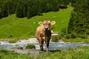Süt inekleri. Meadow 'da inek. Çimenlikteki sığırlar. Çimenli otlaktaki inek. Kırsalda bir inek. İnekler yaz otlaklarında otlar. İneklerle dolu kırsal araziler. Otlaktaki inekler. Sığır ineği otluyor