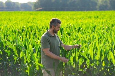 Mısır filizlendirme tarlasında çiftçi. Mısır tarlasında çiftçi adam mahsulü inceliyor. Mısır tarlasında çiftçi iş adamı. Çiftçi mısır tarlasında çalışıyor. Tarım sektörü konsepti. Yiyecek yetiştiriyorum, hasat ediyorum.