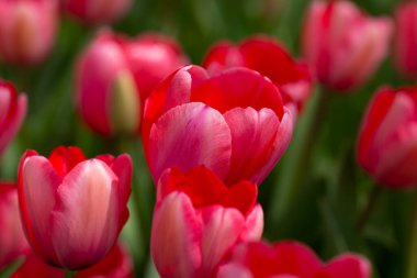 Bahar günü lale tarlasında kırmızı lale çiçeği. Parktaki renkli pembe laleler. Bahar manzarası. Baharda kırmızı lale bahçesi. Lale. Bahar doğasında bir buket güzel lale. Kapat.