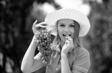 Mutlu gülümseyen genç bir kadın, yazın hasat sırasında üzüm bağından bir demet üzüm topluyor ve onları kesmek için çömeliyor.