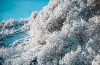 Kış, karların altında donmuş ağaçlarla. Büyülü kış ormanı. Güzel gökyüzü olan doğal manzara. Noel tebrik kartı.
