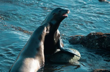Pelerin kürk fokları. Deniz aslanlarıyla vahşi yaşam konsepti