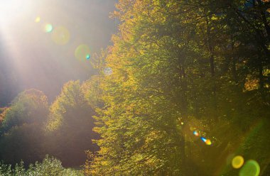 Güneşli, dinsel sonbahar manzarası. Sonbahar yaprakları güneşte