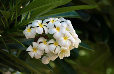 Beyaz Plumeria Rubra çiçekleri. Frangipani çiçeği. Plumeria pudica beyaz çiçekler, yeşil yapraklı arka plan
