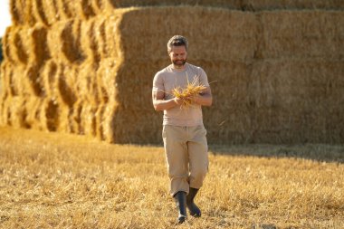 Buğday tarlasında çiftçi Hasat Saman 'dan sonra. Hasattan sonra ekinler. Çiftlik yaşam tarzı. Ahır, Hay Rolled Bales. Hasat edilen samanların üzerinde çiftçi portresi. Asyalı çiftçi saman balyalarını tutuyor