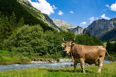 Cow with horns. Cattle, beeves. Cow at meadow. Beef cattle in green field. Cow in grassy pasture. Cow in the countryside. Cows graze on summer meadow. Rural landscapes with cows. Cows in a pasture clipart