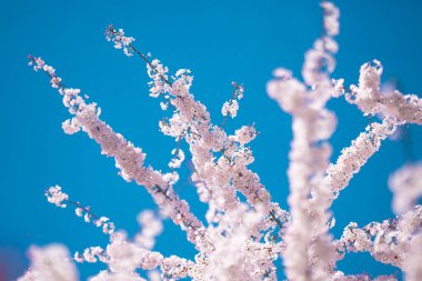 Bahar arka planı. Mavi gökyüzüne karşı beyaz kiraz çiçekleri açar. Paskalya geçmişi. Beyaz çiçek ağacı..