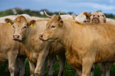 Süt inekleri. Meadow 'da inek. Yeşil tarladaki sığırlar. Çimenli otlaktaki inek. Kırsalda bir inek. İnekler yaz otlaklarında otlar. İneklerle dolu kırsal araziler. Otlaktaki inekler. Sığır ineği otluyor