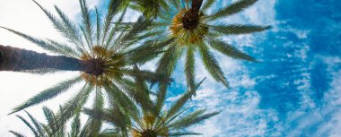 Avuç içi avuçlar güneş ışığı gökyüzünde. Mavi gökyüzünde palmiye ağaçları, tropik kıyılarda palmiye ağaçları, hindistan cevizi ağaçları.