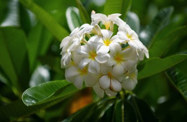 Beyaz Plumeria Rubra çiçekleri. Frangipani çiçeği. Beyaz Frangipani çiçek buketi